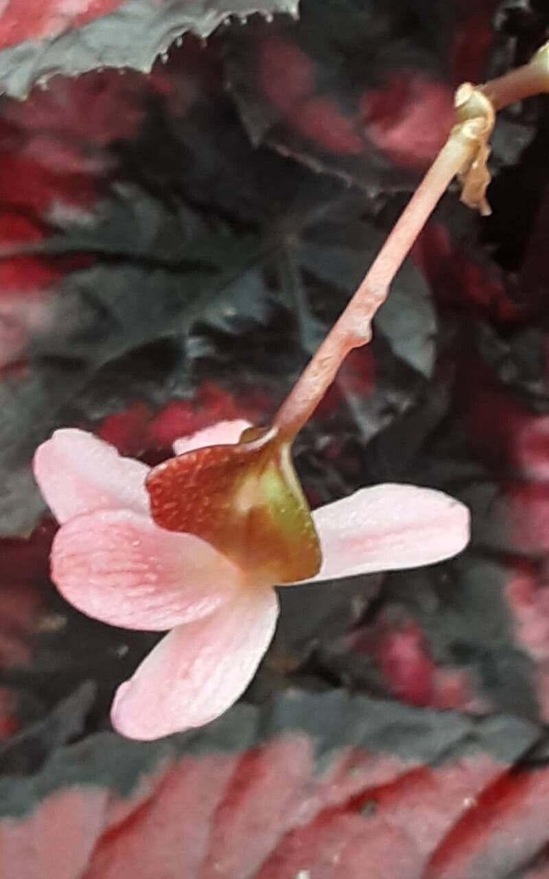 Begonia rex