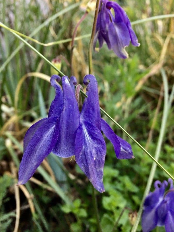 Aquilegia vulgaris