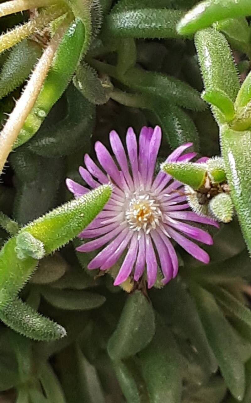 Mesembryanthemum nodiflorum