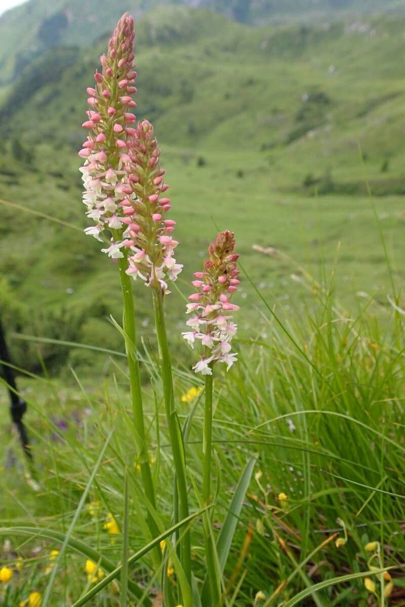 Gymnadenia odoratissima