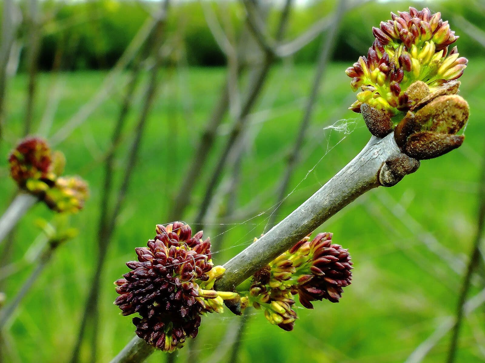 Ulmus pumila