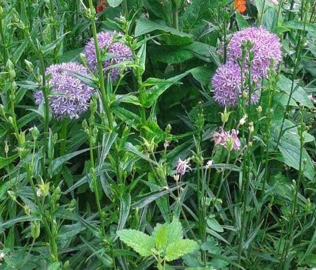 Valeriana angustifolia