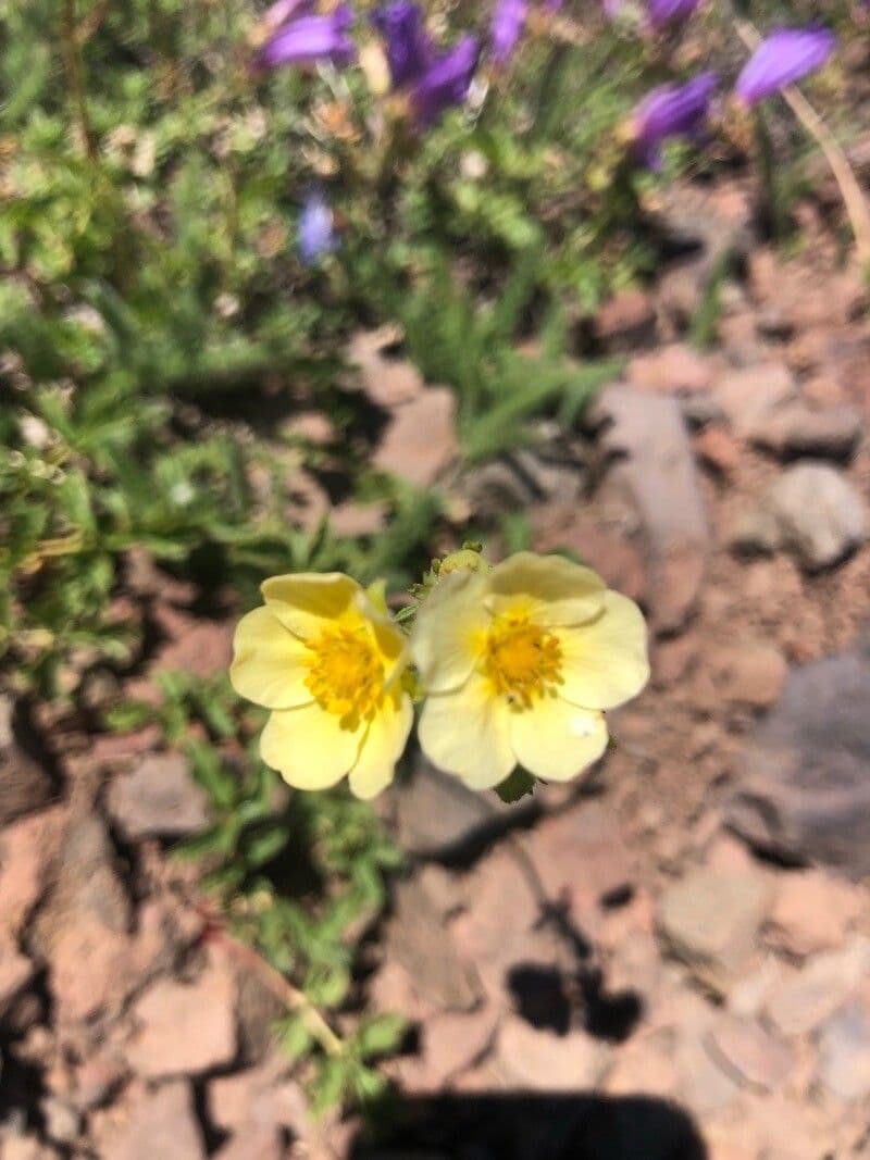 Potentilla gracilis