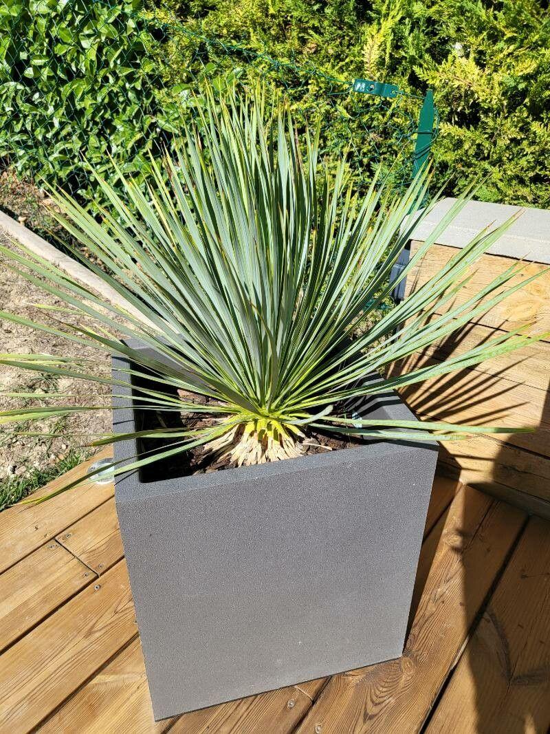 Yucca rostrata