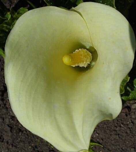 Zantedeschia rehmannii