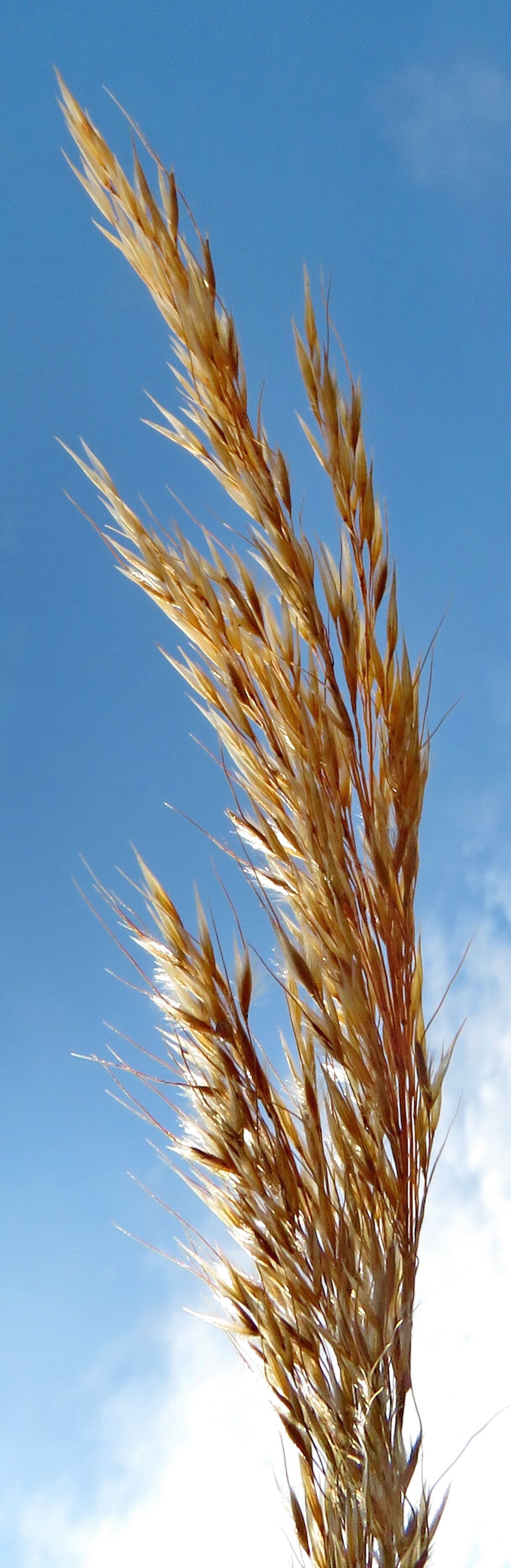 Achnatherum calamagrostis