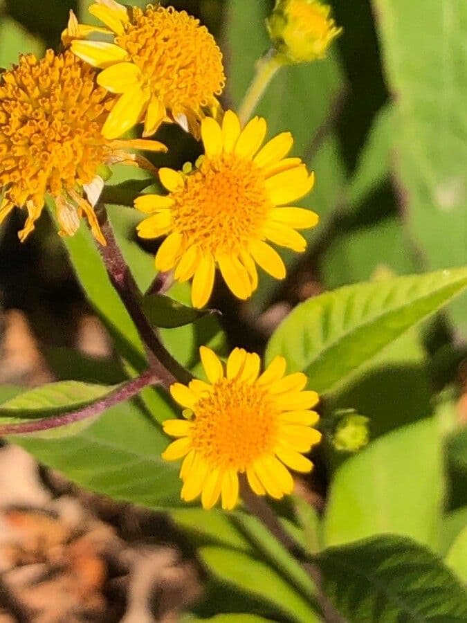 Verbesina alternifolia