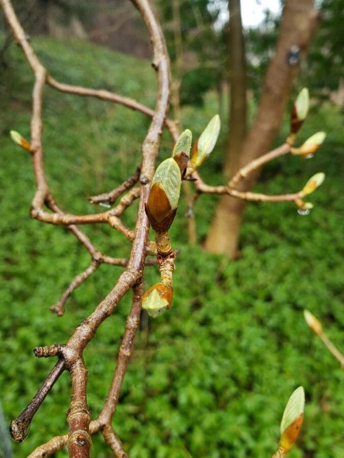 Viburnum sieboldii