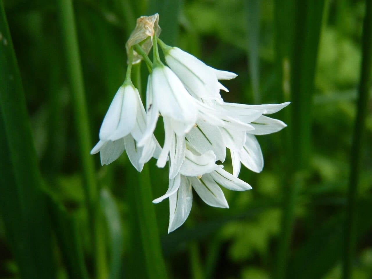 Allium triquetrum