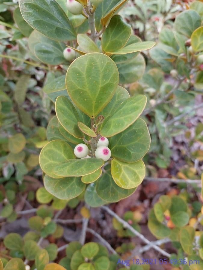 Ficus deltoidea