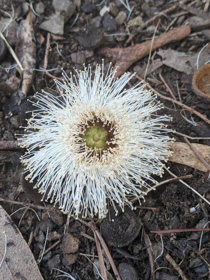 Eucalyptus globulus