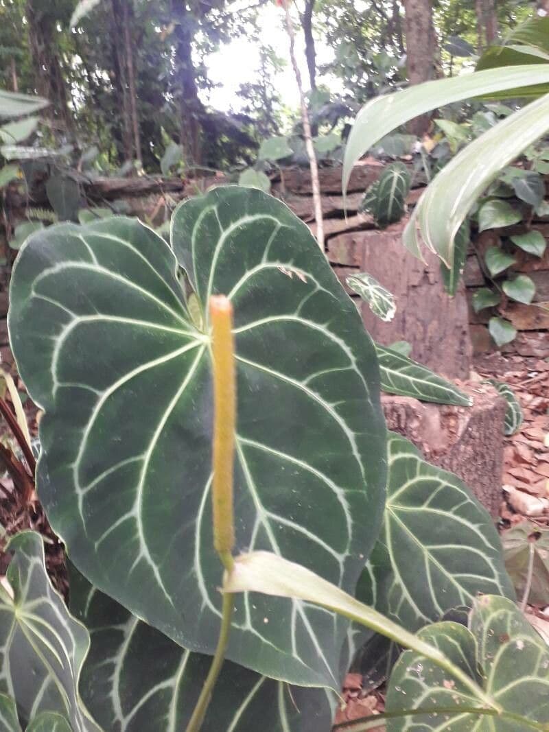 Anthurium magnificum