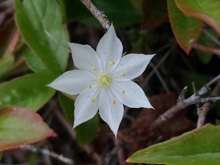 Lysimachia borealis