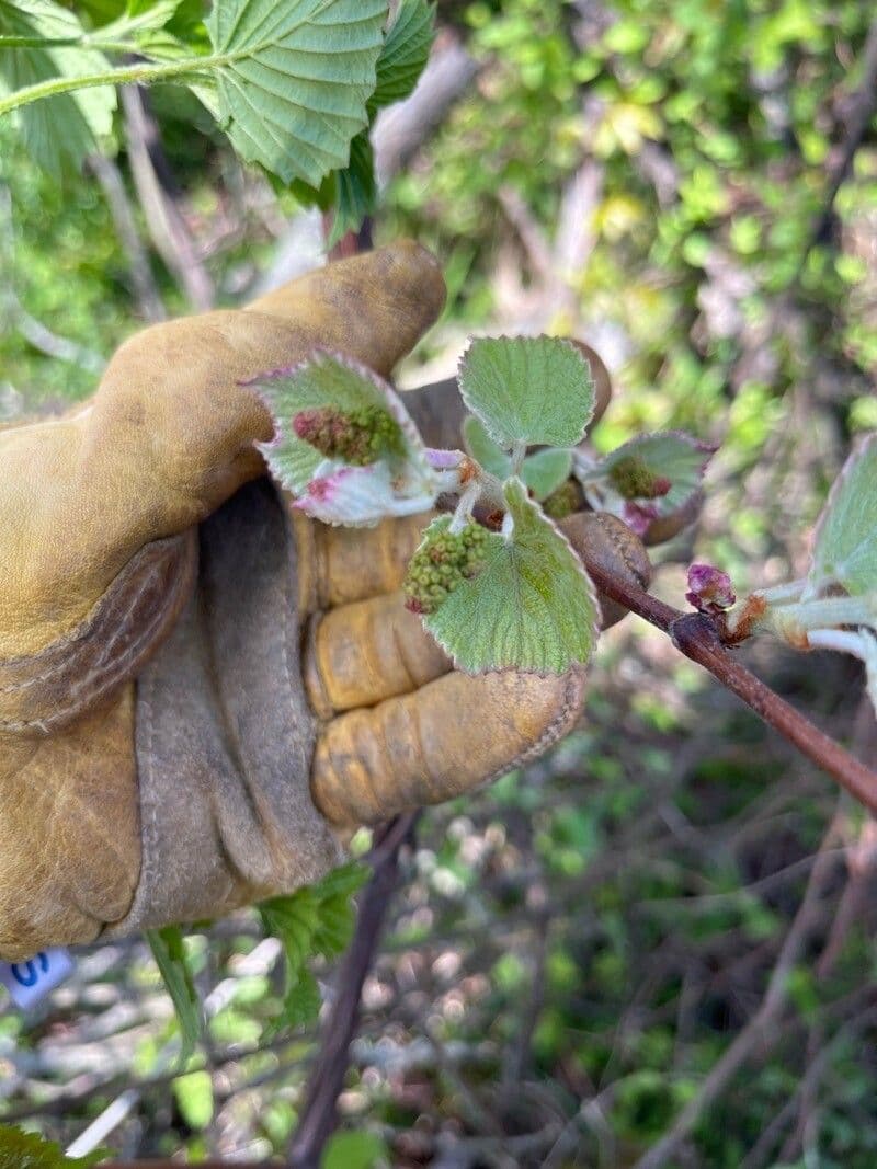 Vitis mustangensis