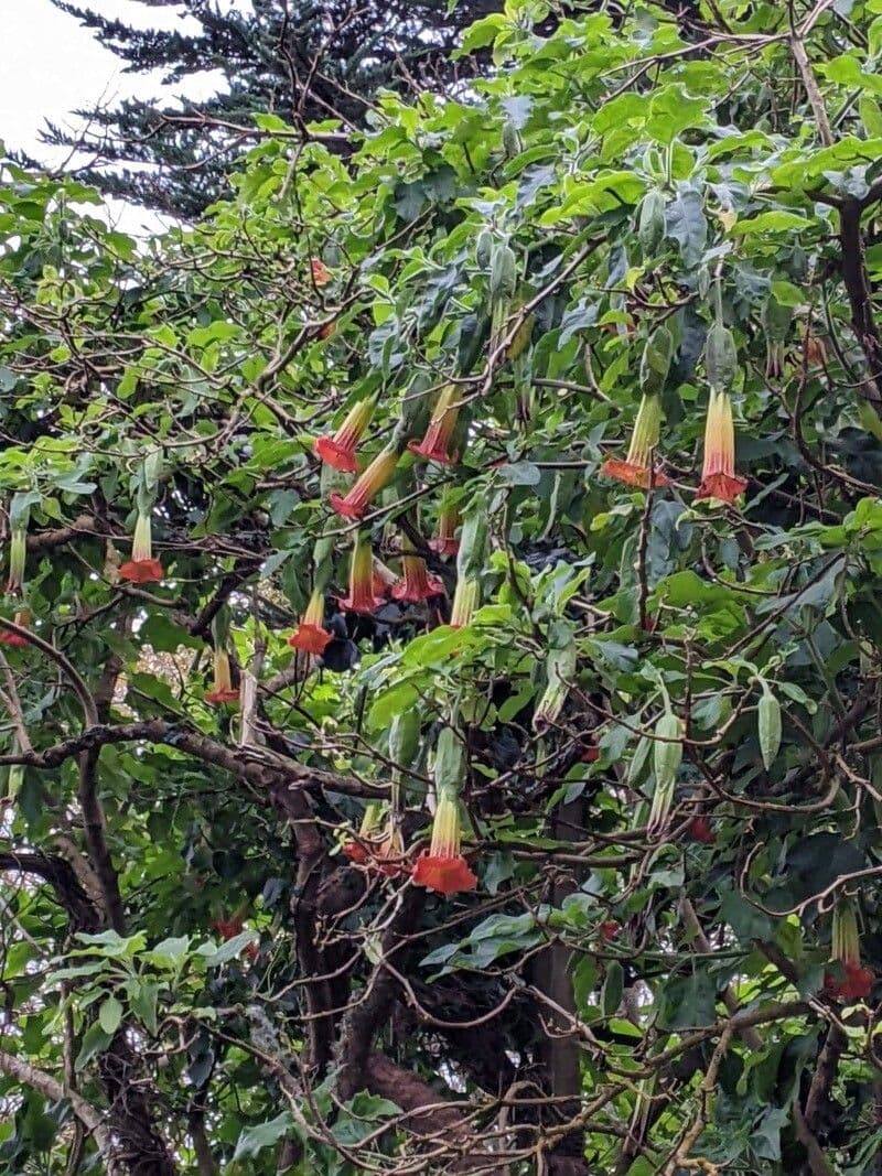 Brugmansia sanguinea