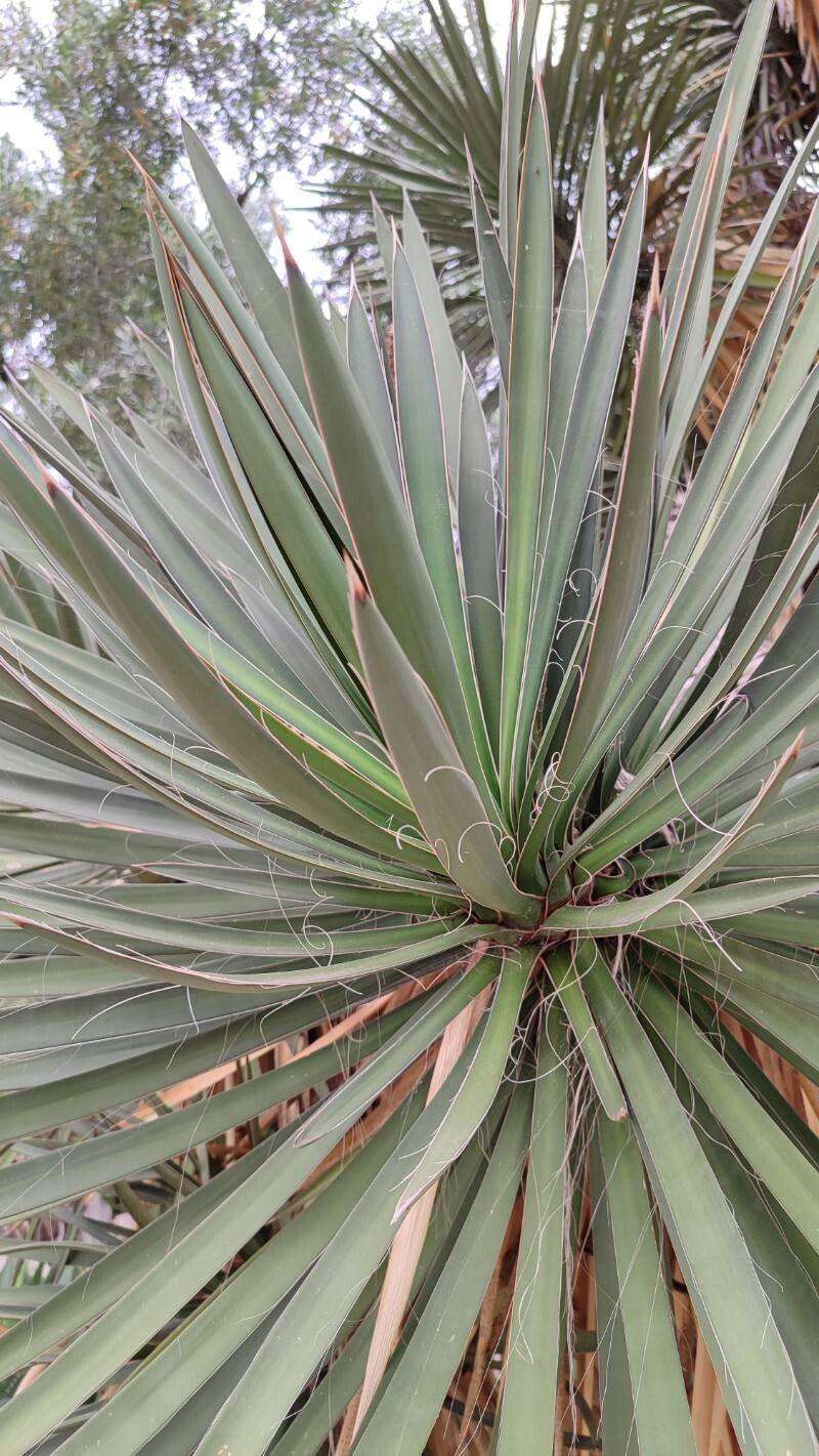 Yucca faxoniana