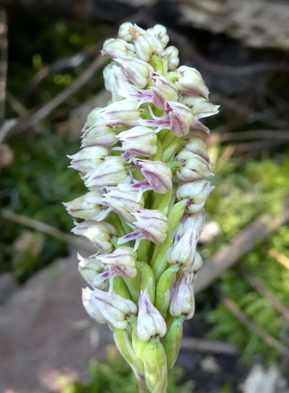Neotinea maculata