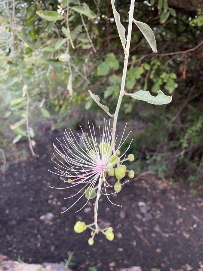 Capparis tomentosa