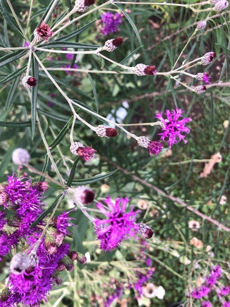 Vernonia baldwinii