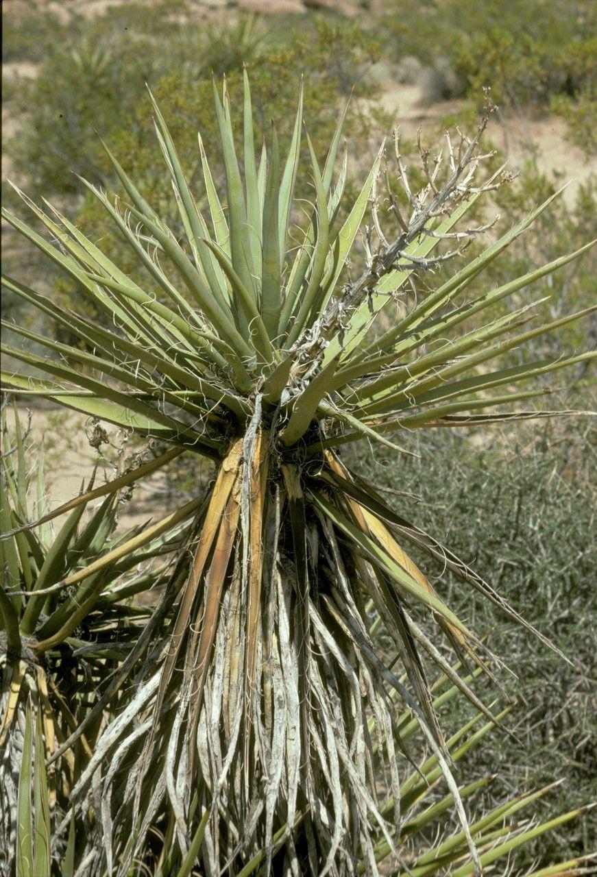 Yucca schidigera