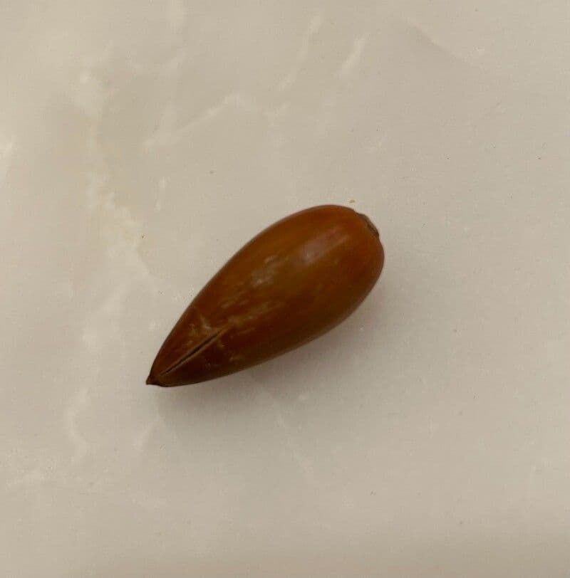 Quercus virginiana