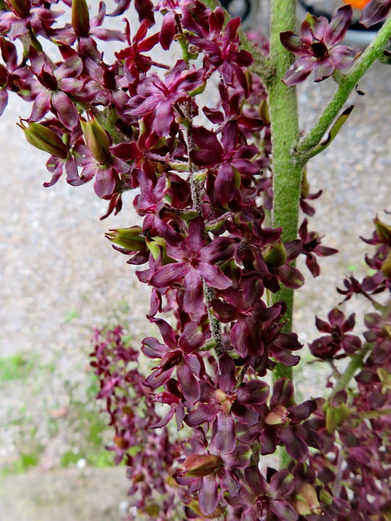 Veratrum nigrum