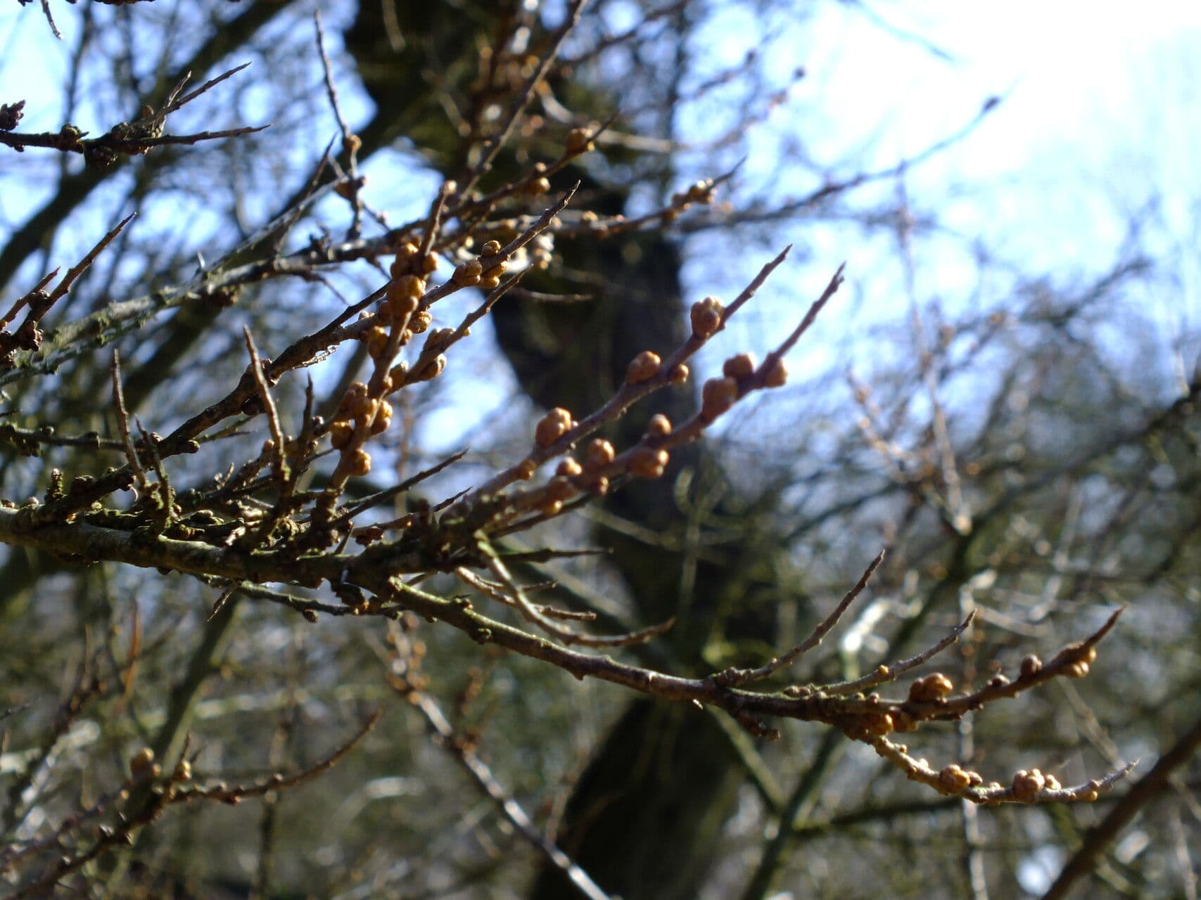 Hippophae rhamnoides