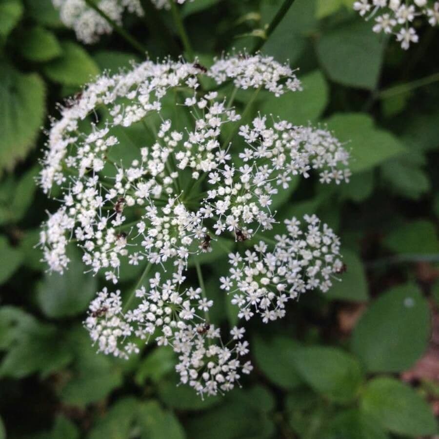 Aegopodium podagraria