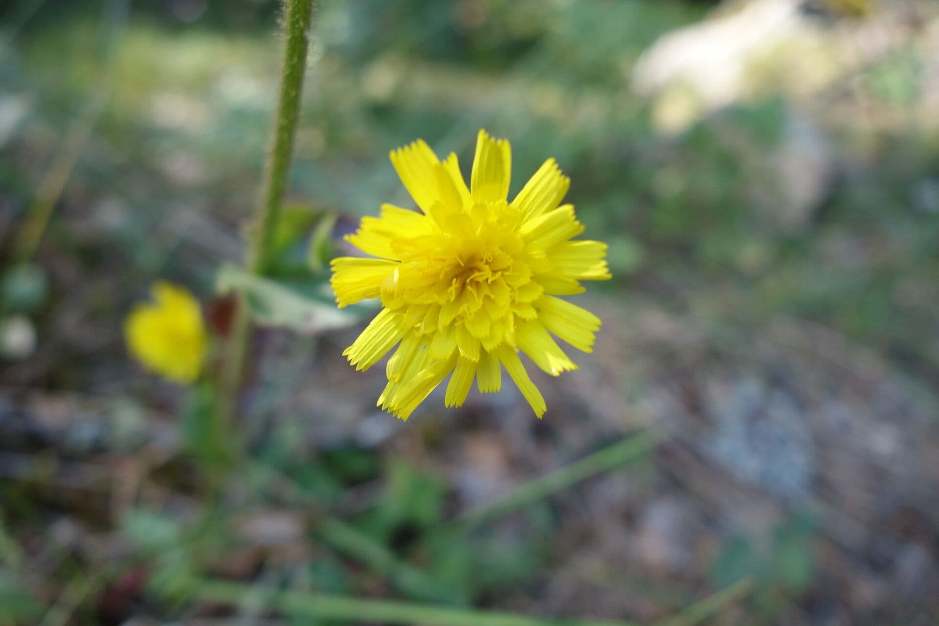 Hieracium amplexicaule