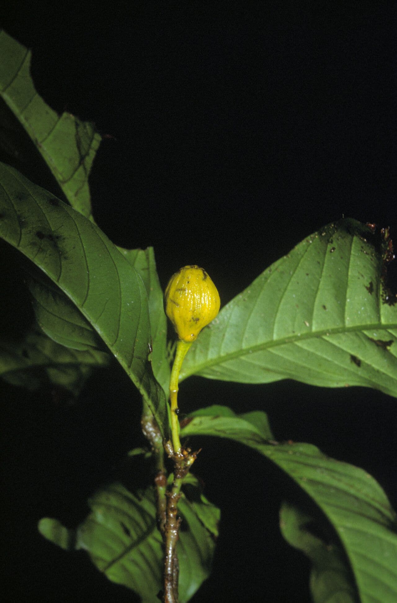 Quiina guianensis