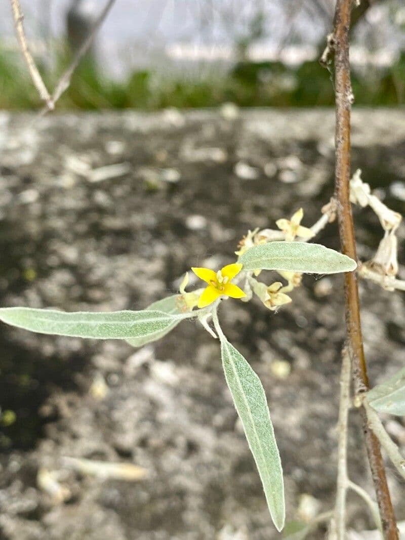 Elaeagnus angustifolia