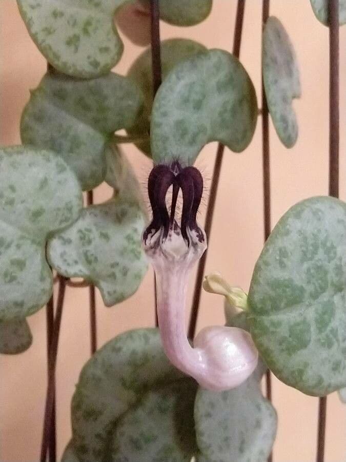 Ceropegia woodii