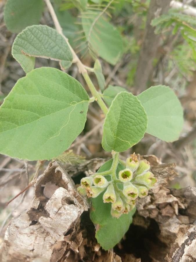 Cordia monoica