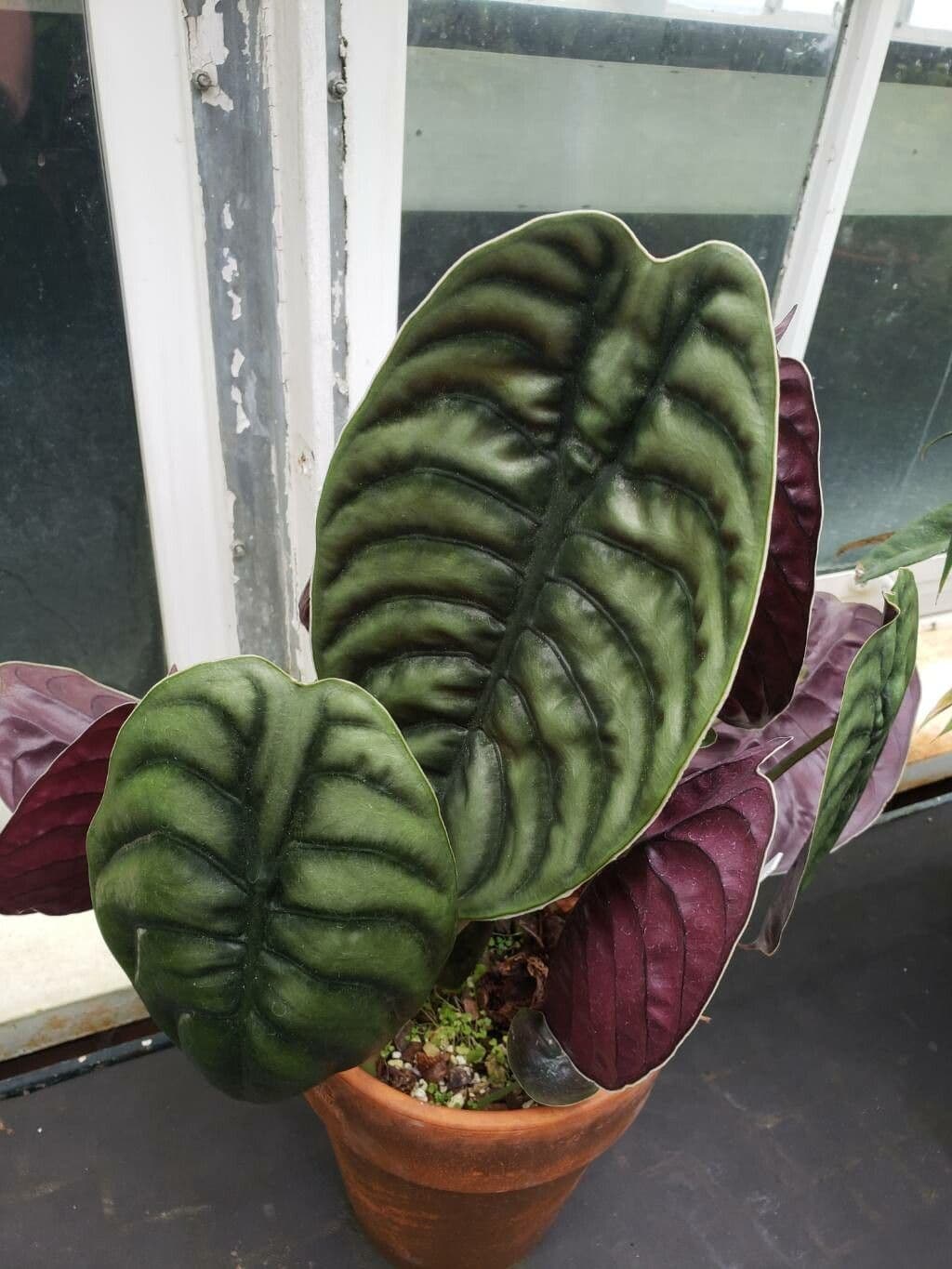 Alocasia cuprea