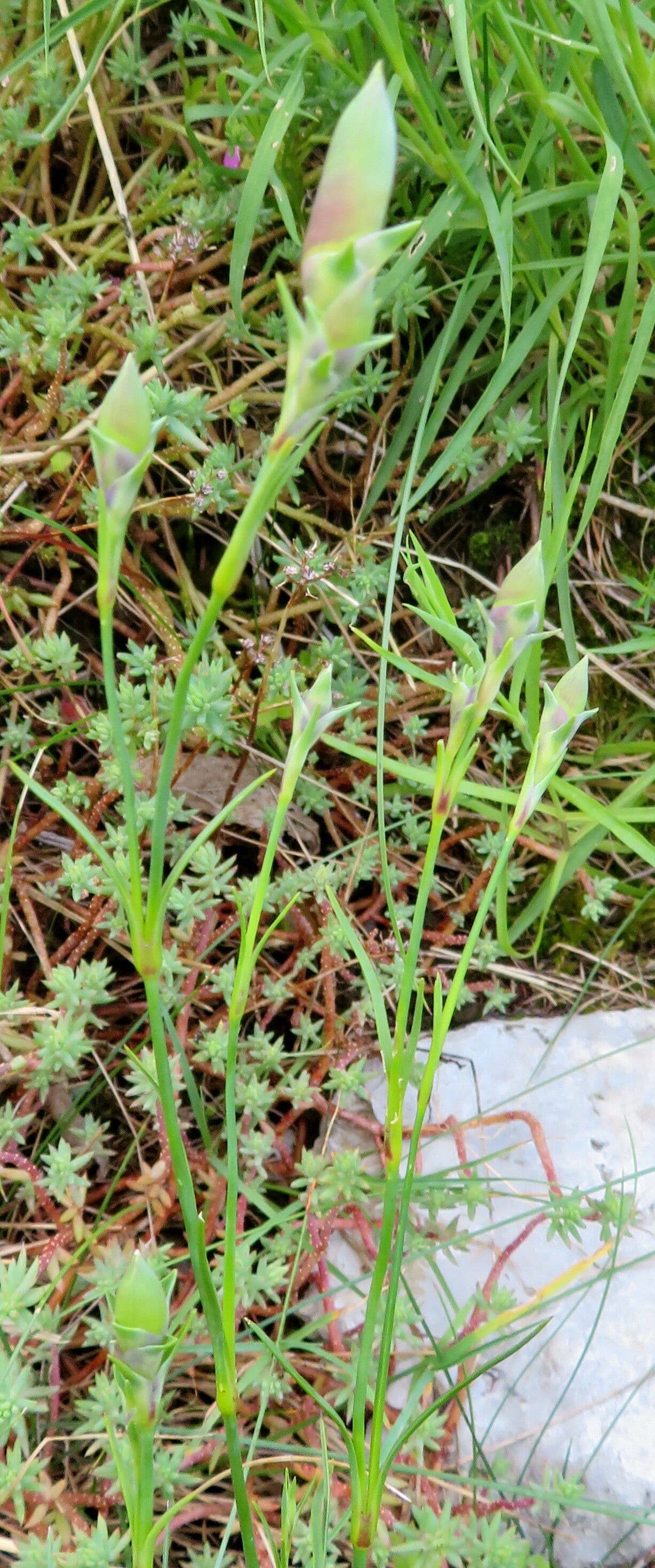 Dianthus seguieri