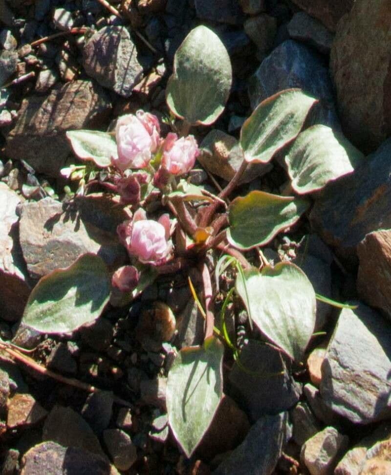 Ranunculus parnassifolius