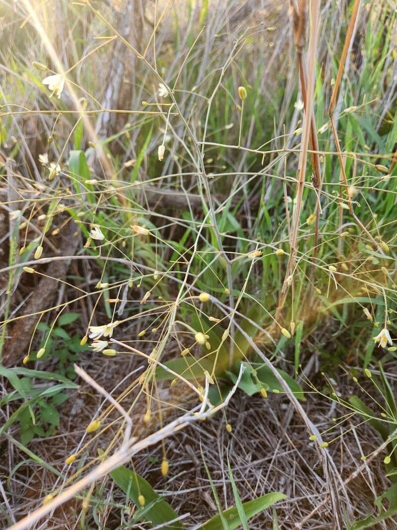 Chlorophytum zavattarii