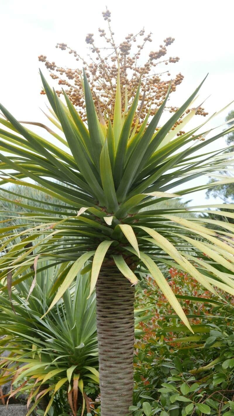 Dracaena draco