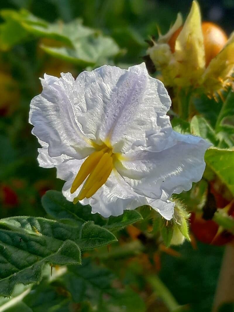 Solanum sisymbriifolium