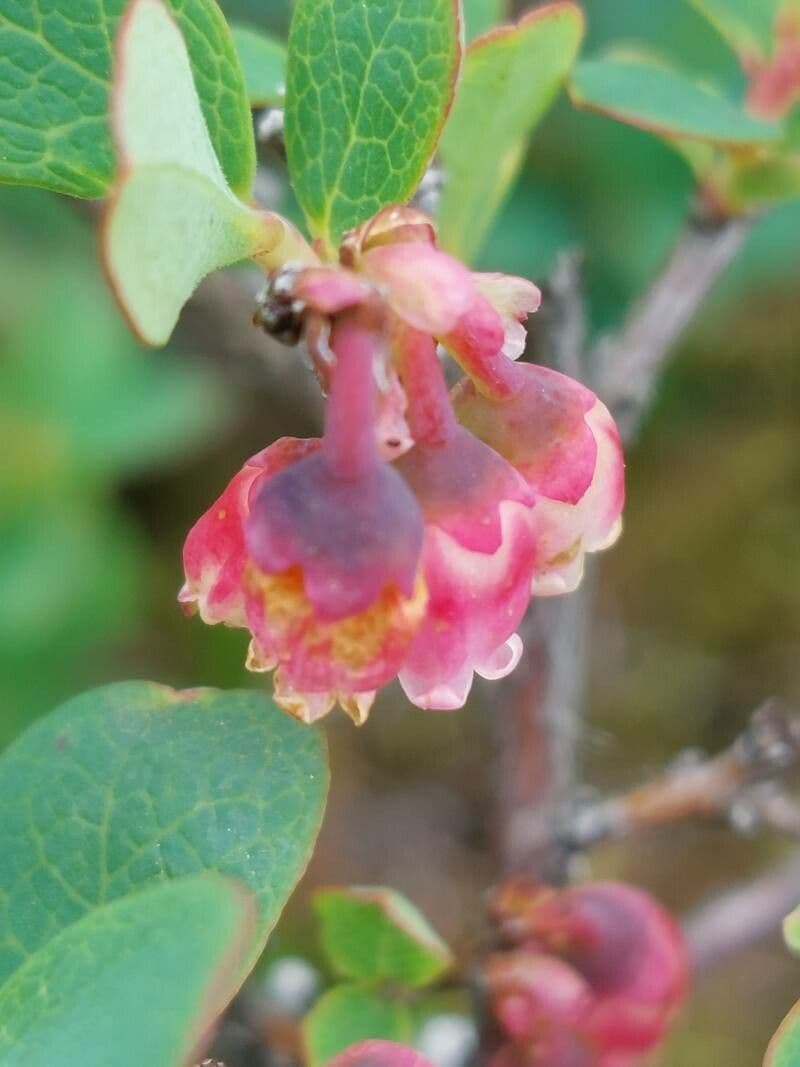 Vaccinium uliginosum