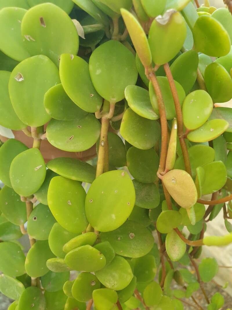 Peperomia pecuniifolia