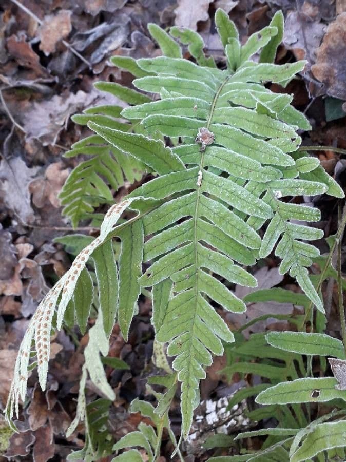 Polypodium cambricum
