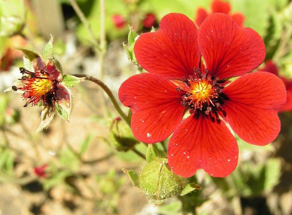 Potentilla atrosanguinea