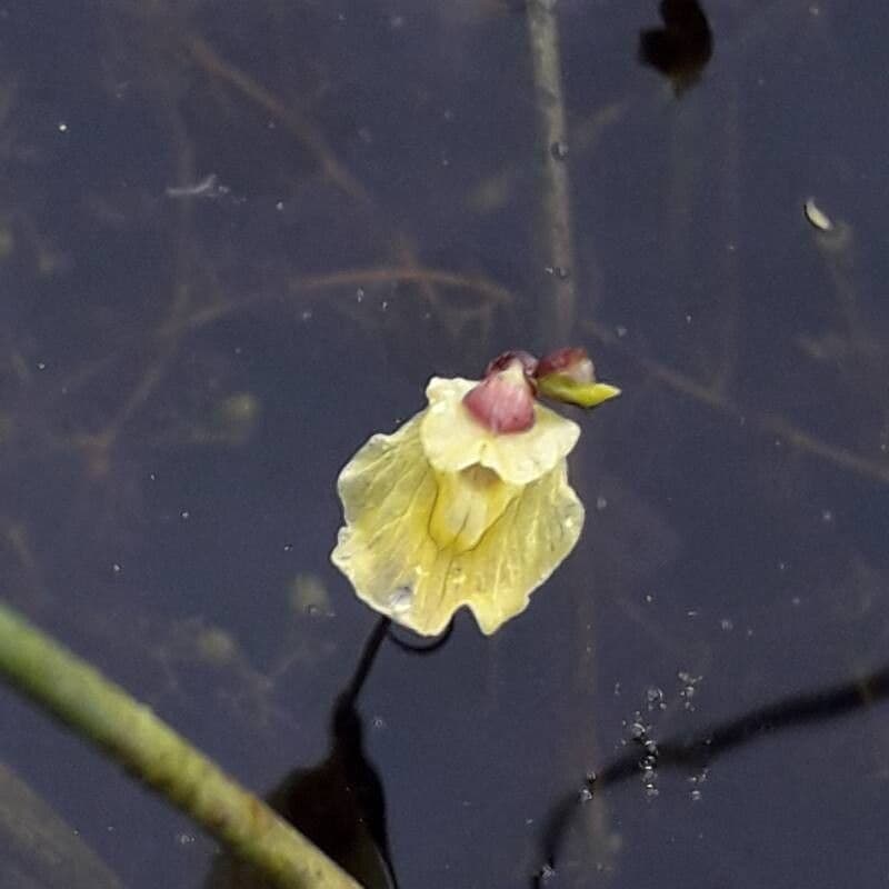 Utricularia minor