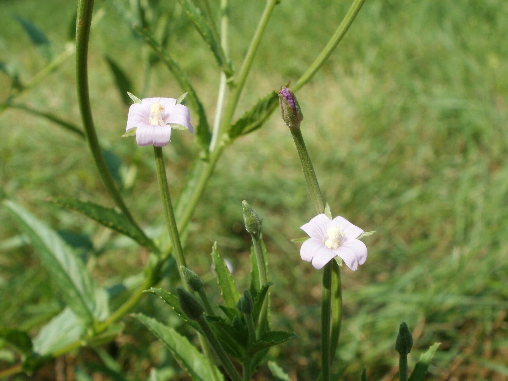 Epilobium tetragonum