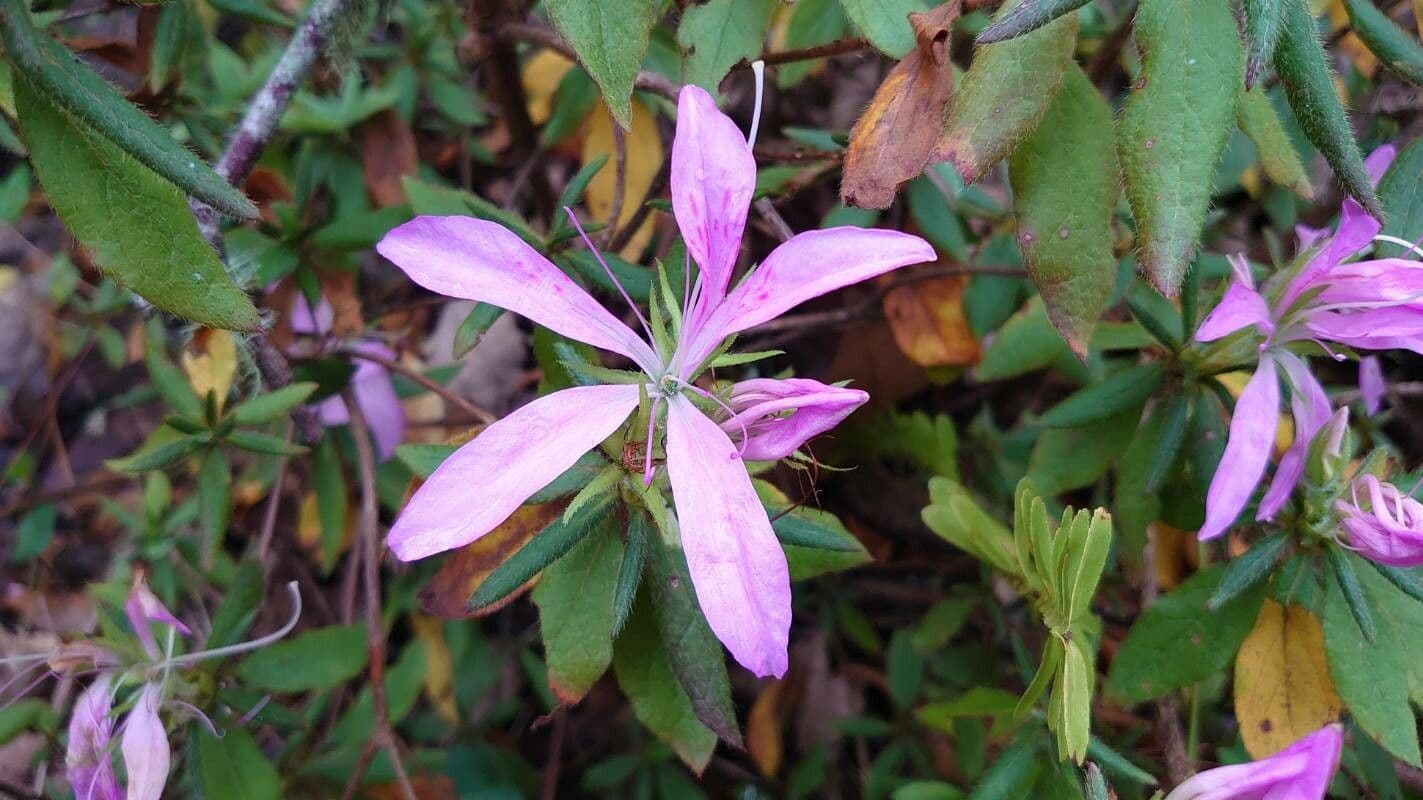 Rhododendron canadense