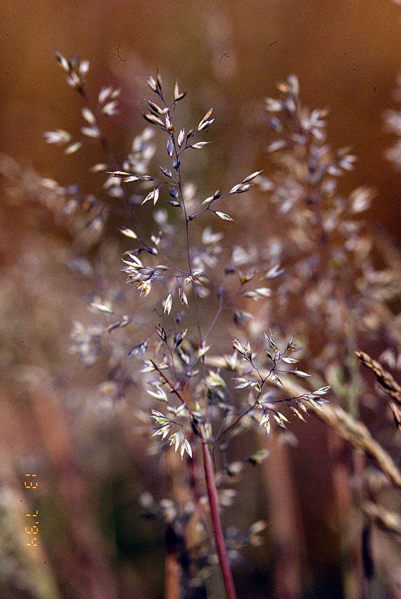 Corynephorus canescens