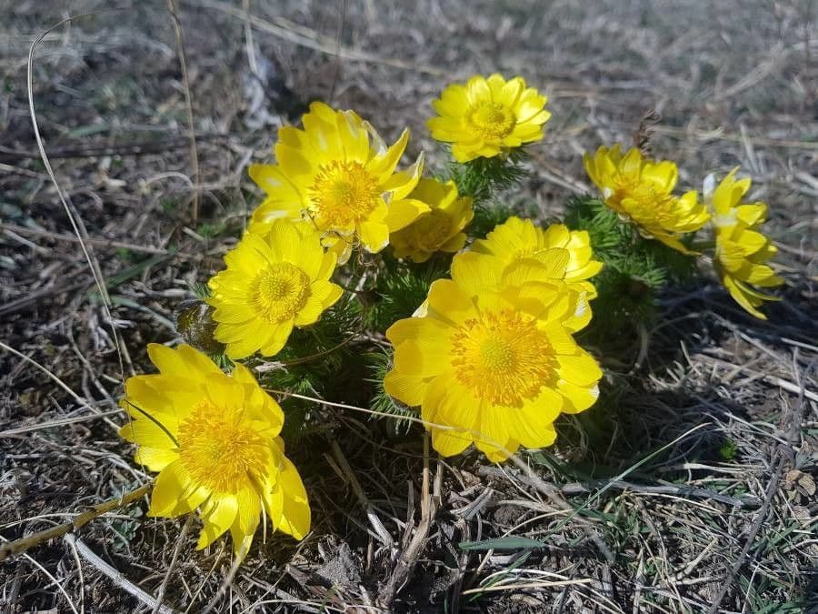 Adonis vernalis