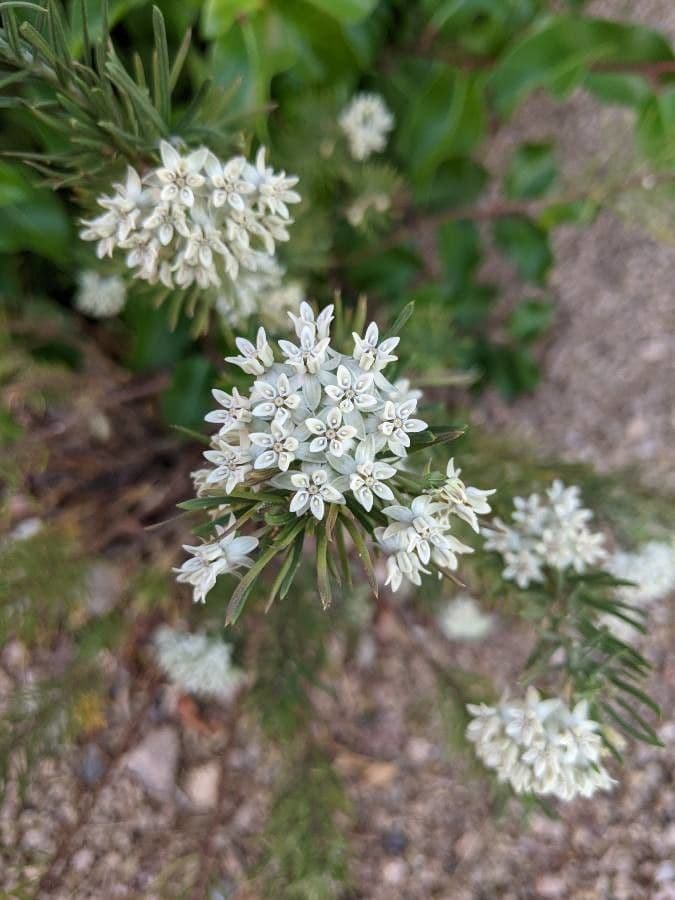 Asclepias linaria