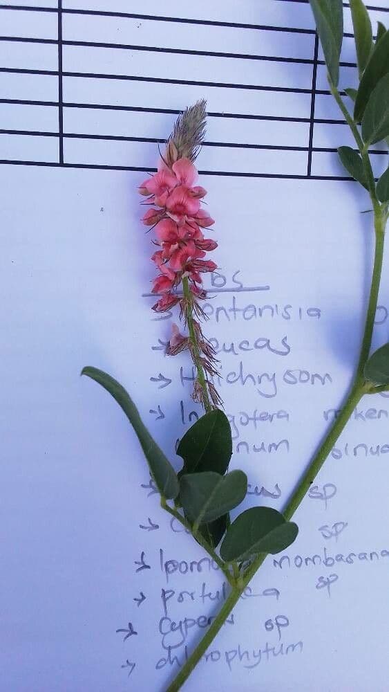 Indigofera volkensii